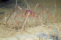 Nymphon araignée marine sur fond sablonneux — Photo de stock