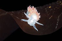 Coryphella verrucosa sea slug — Stock Photo