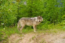 Grauer Wolf steht im Grünen — Stockfoto