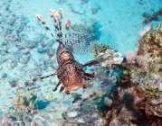 Червона левиця плаває біля коралів — стокове фото