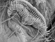 Прогиб гусеницы с масштабируемым правилом — стоковое фото