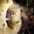 Balanus balanus barnacle en el agujero - foto de stock