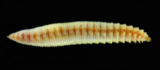 Червячный червь на черном — стоковое фото