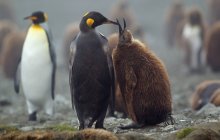 Rey Pingüino con polluelo - foto de stock