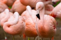 Группа отдыхающих фламинго — стоковое фото