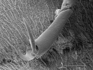 Тарсус жука с масштабируемым правилом — стоковое фото