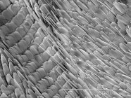 Butterfly scales with scaled rule — Stock Photo