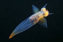 Лимацины морской на черном — стоковое фото