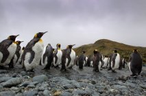 Pingouins royaux debout dans l'eau en rangées — Photo de stock