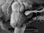 Testa di insetto imboscata con regola in scala — Foto stock