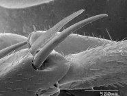 Шпоры на ногах тараканов с масштабированным правилом — стоковое фото