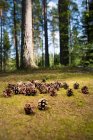 Закрытие сосновых шишек на лесной подстилке — стоковое фото