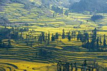Terraços de campo amarelo — Fotografia de Stock