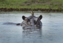 Hipopótamo mirando fuera del agua con pájaro carpintero en la cabeza - foto de stock