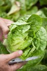 Male hands cutting head of lettuce — Stock Photo
