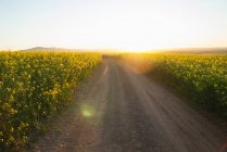 Dirt road in field of flowers — Stock Photo
