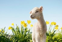 Lamb with yellow flowers — Stock Photo