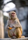 Macaco comendo pedaço de fruta — Fotografia de Stock
