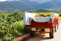 Tractor e reboque cheio de uvas colhidas — Fotografia de Stock