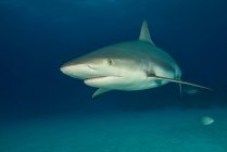 Рифова акула над морським дном — стокове фото