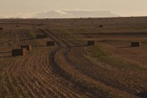 Vista de palheiros em campo colhido — Fotografia de Stock