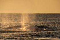 Balena pinna soffiando acqua, seppia — Foto stock