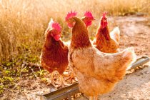 Chickens in dirt yard, close up shot — Stock Photo