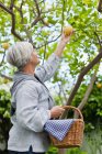 Ältere Frau pflückt Obst im Freien — Stockfoto
