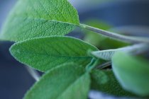 Крупным планом свежих листьев сальвии — стоковое фото