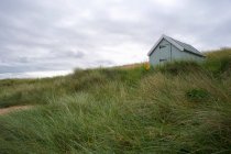 Пляжная трава, дующая на ветру — стоковое фото