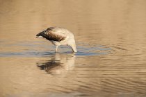 Flamingo juvenil mayor con cabeza bajo el agua - foto de stock