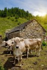 Mucche al pascolo fuori fienile — Foto stock