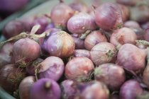 Close-up view of bunches of onions — Stock Photo