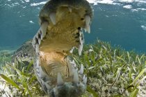 Close up of open mouthed american crocodile, Chinchorro biosphere reserve, Quintana Roo, México — Fotografia de Stock