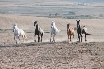 Cavalli che corrono in campo polveroso — Foto stock