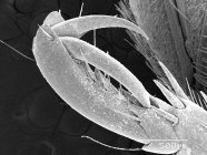 Тарс японского жука с масштабируемым правилом — стоковое фото