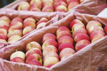 Яблоки на выставке в бакалейной лавке — стоковое фото