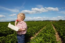 Garçon manger des fraises dans le champ de culture — Photo de stock