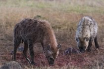 Spotted hyenas at Masai Mara, Kenya, Africa — Stock Photo