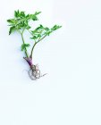 Green plant placed on white — Stock Photo