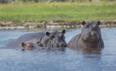 Hipopótamos salvajes en el agua, delta del okavango, botswana - foto de stock