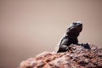 Lucertola seduta sulla roccia del deserto — Foto stock