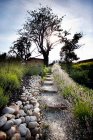Path leading to tree — Stock Photo