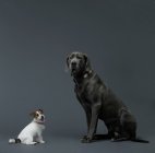 Pequeno e grande cão — Fotografia de Stock