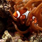 Clownfisch schwimmt in Anemone — Stockfoto