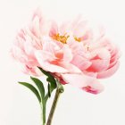 Primer plano tiro de flor de peonía rosa - foto de stock