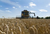 Thresher harvesting wheat on field — Stock Photo