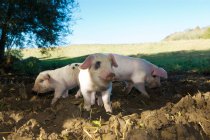 Cerdos enraizándose en campo de tierra - foto de stock