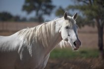 Білий кінь на сонячному світлі — стокове фото