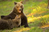 Dois filhotes de urso marrom — Fotografia de Stock